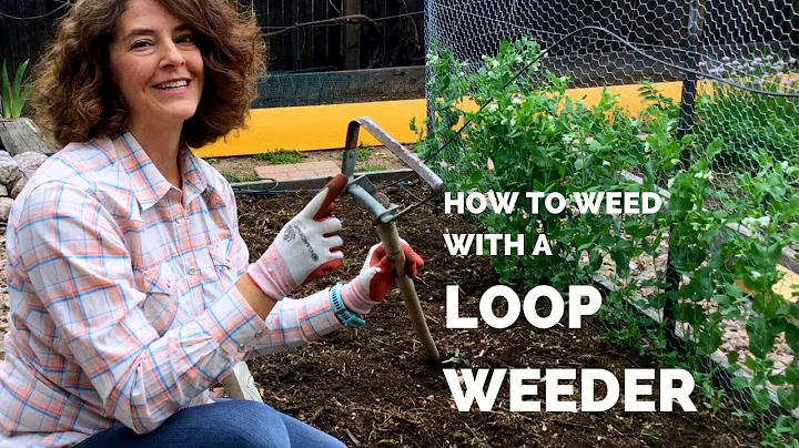Using a Loop Weeder to Kill Weeds Quickly