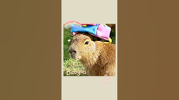 Vừa mới nghỉ hè đã bắt đi học rồi còn gì #capybara #capybarachill #xuhuongyoutubeshort
