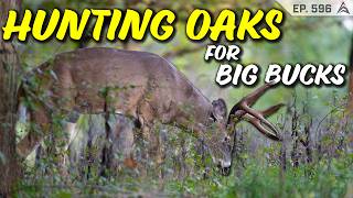 Common mistakes When Hunting oak trees for Deer! How To Find Oak Trees for deer hunting!