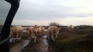 Koeien Verplaatsen Zwanenwater