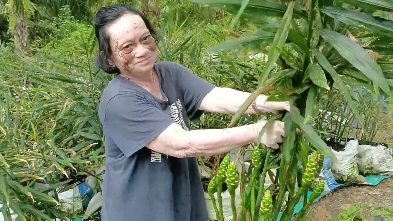 Pergi Ke Rumah Sepupu Saya,Ambil Buah Belimbing Buluh Dan Ambil Halia Muda Fresh Dari Kebun