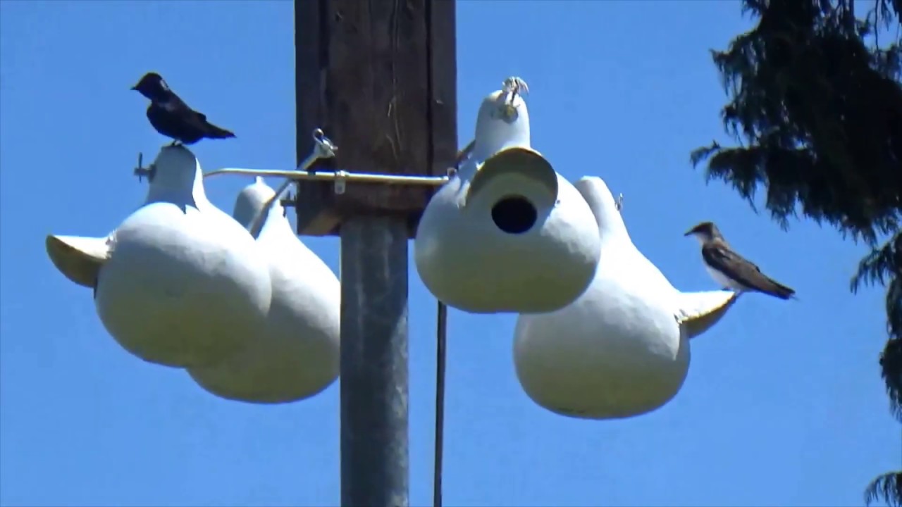Purple martins move in! - YouTube