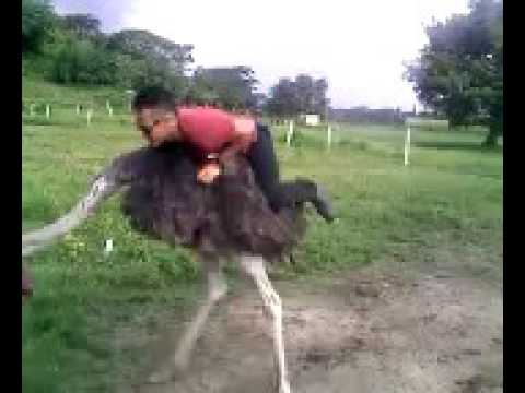 Montando un avestruz - YouTube