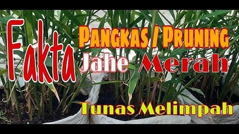 FAKTA dengan cara ini, Pemangkasan / Pruning jahe merah tumbuh subur dan tunas melimpah