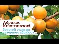 Абрикос Кичигинский - золотой стандарт северного абрикоса !