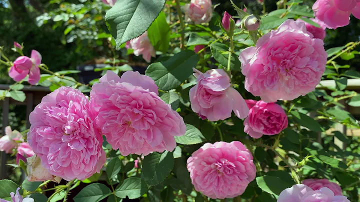 Rose - Harlow Carr