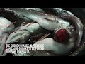 New footage on fish conditions during intensive trawling in the Mediterranean Sea.