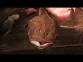 New footage on fish conditions during intensive trawling in the Mediterranean Sea.