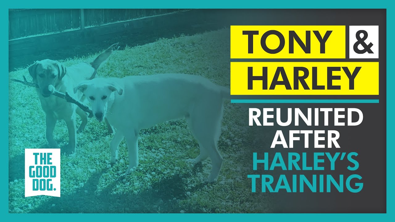 Reunited after Harley’s training Harley & Tony The Good Dog