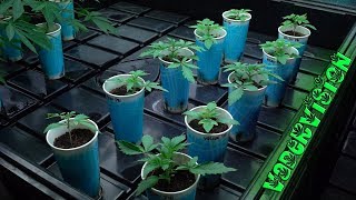 2018 Cali Legal Grow * Day 17 * Harvest Time for Vaders Vintage!