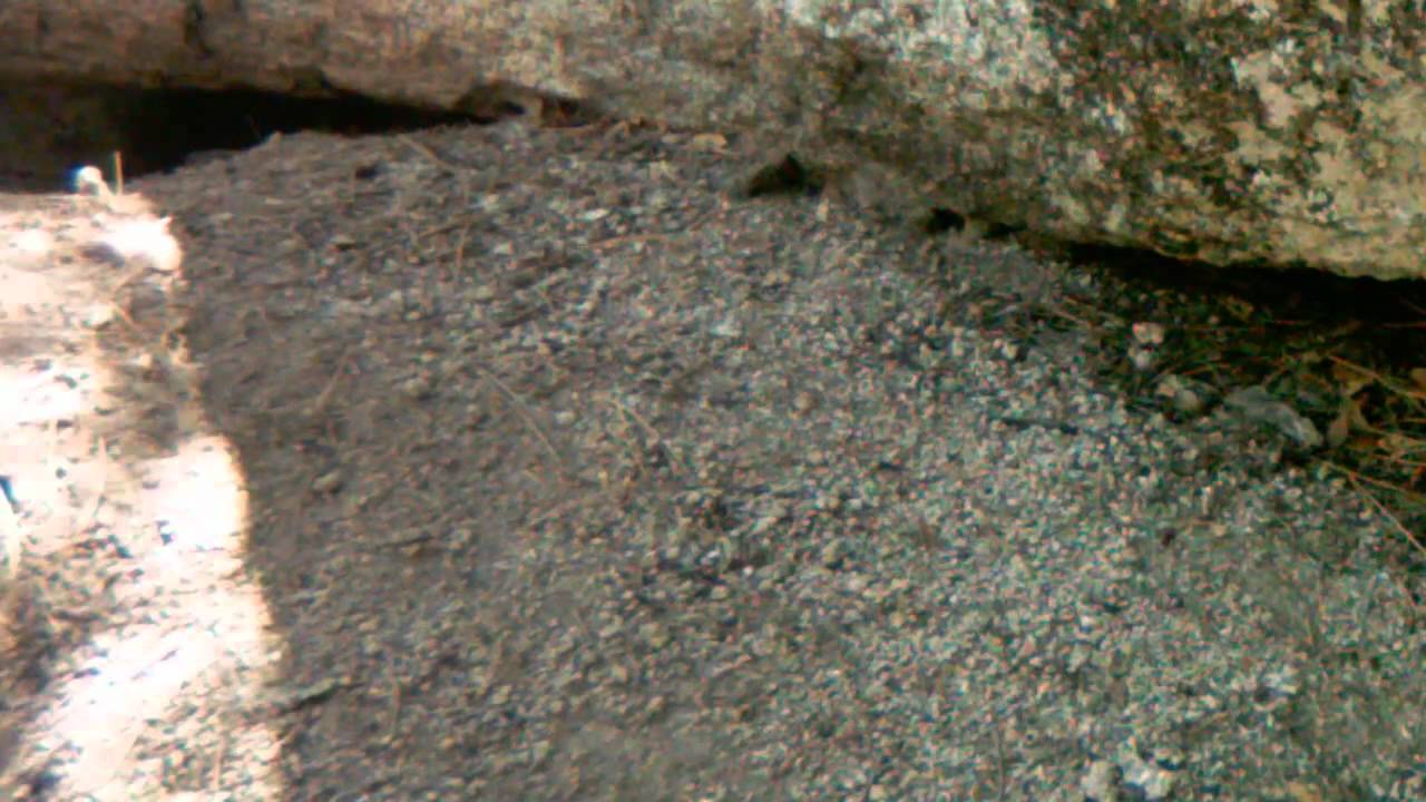 rattlesnakes can swim Juvenile rattlesnake vs. a squirrel