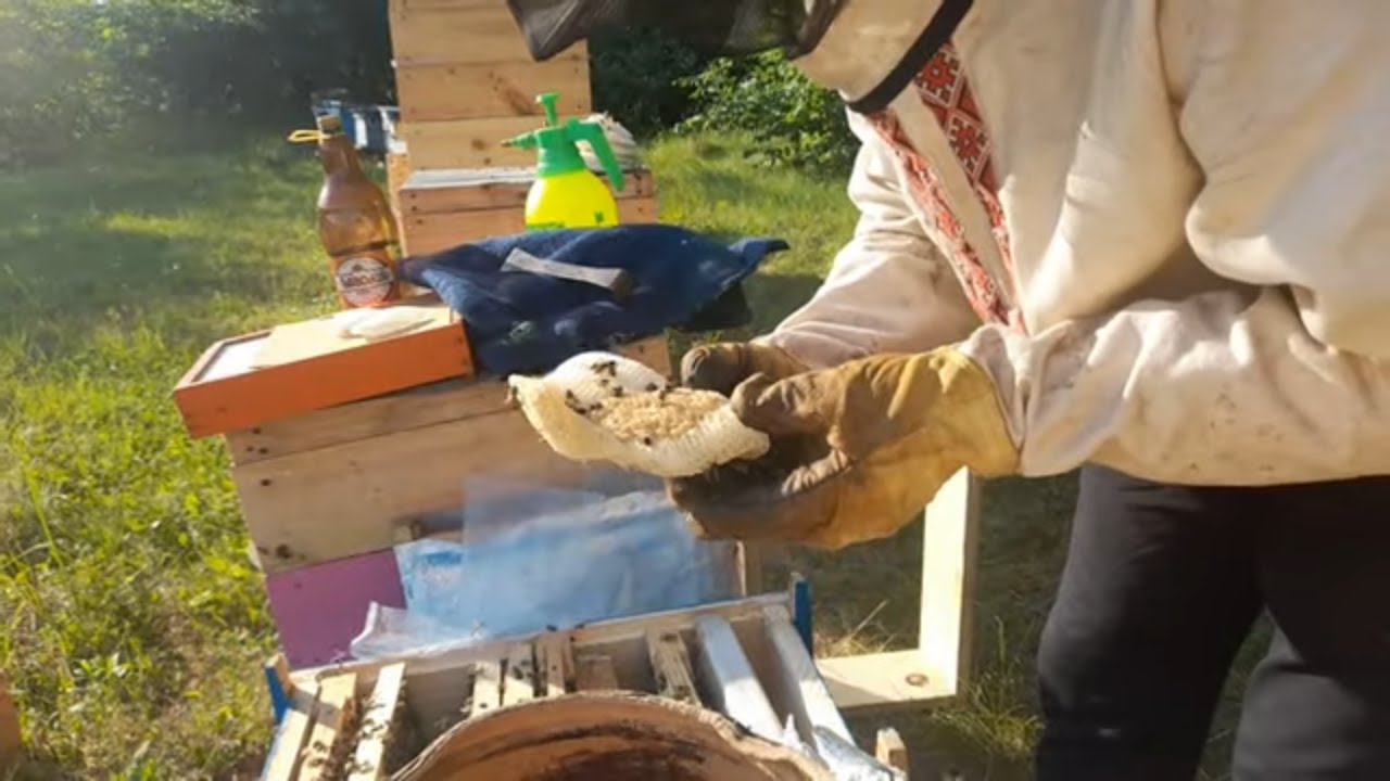 Підсилюємо слабкі сімї Роями  Один рій вибракували через підозру на гнилець Підсилення слабких сімей