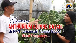 Hunting Anthurium Kuping Gajah PPN  Tamansari Ciapus Bogor, Ini Tempatnya @Babeh AmirudinArt)