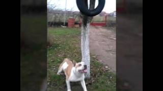 Američki Staford Terijer Trening 2016