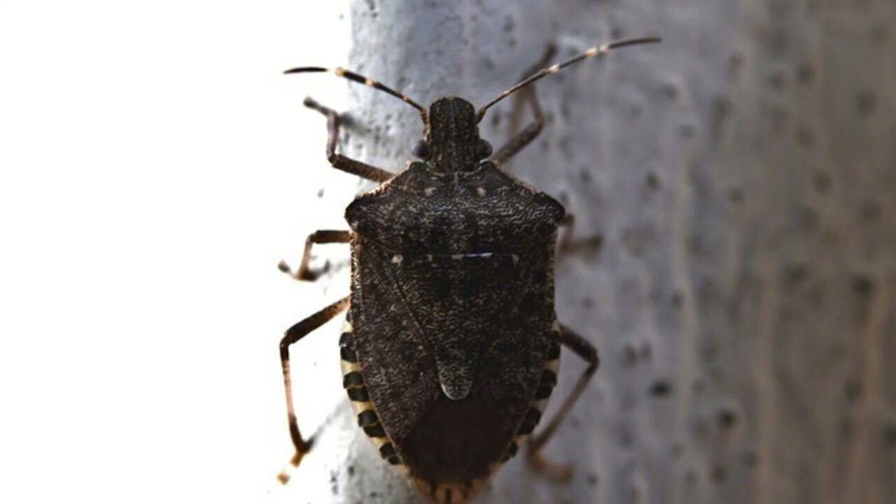 Boise Idaho Pests - Get Lost Pest Control