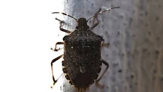 Boise Idaho Pests - Get Lost Pest Control