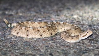 Rattlesnake Roundup in Arizona! by Cherokee Outdoor Productions 394 views 1 year ago 6 minutes, 58 seconds