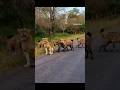 Lion is a home ka hai na isliye viral funny cow viral.s youtube status street bull