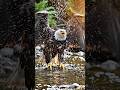 What Happens When America's National Bird Takes a Bath 🦅