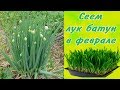 Сеем лук батун в феврале