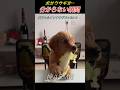 この子、犬？それともウサギ ?
