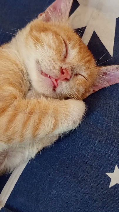 Acil Tidur Manis #catlovers #shortsvideo