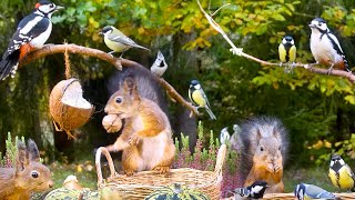 Cat TV: BIRDS for Cats to Watch 😺 Forest Friends at Autumn Fest 🐿️ Squirrels for Dogs to Watch by Red Squirrel Studios 26,889 views 5 months ago 10 hours, 1 minute