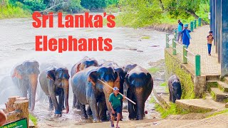 Sri Lanka's Elephants