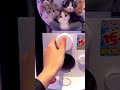 This Cat Discovered Gacha & Now We're All Broke 🐾🎰 #shorts #cats