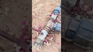 70 रियल में बिक रहा है यह पौधा#Saudi Arabia #Majra life#short video#viral short