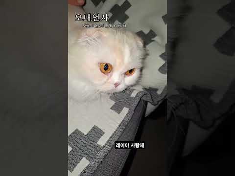 #오내언사 #이찬원 #레이 🌱#사랑해 💚😂 #레이 #고양이 How to #cute  #munchkin #shorts #catsoftiktok #catvlogs #catshorts