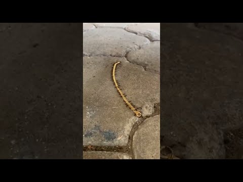Ants Smuggle Gold Bracelet || ViralHog