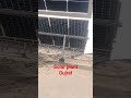 solar plant #shortvideo #goodmorning #shortvideo #🙏👌🤷