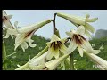 An incredible and rare flower giant himalayan lilybeivoli zhamaimanipur northeastindia