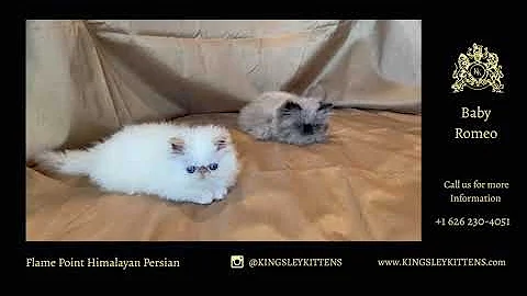 Video 509581: persian himalayan kittens, flame point himalayan persian