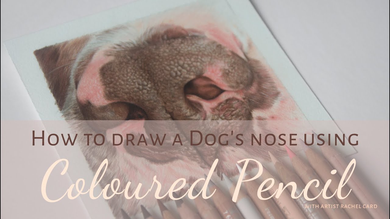 How to draw a Dog's nose using Coloured Pencil YouTube