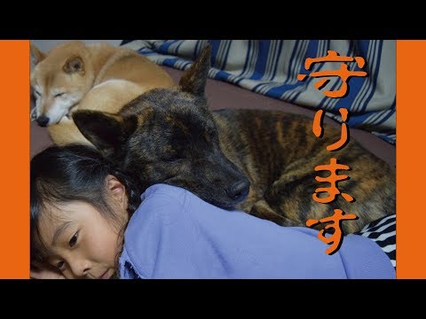 甲斐犬と柴犬がいる何気ない日常=!