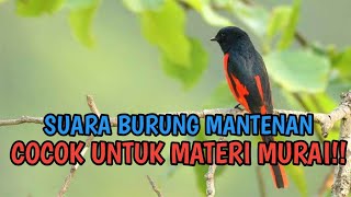 BURUNG MANTENAN GACOR TEMBAKAN SPEED RAPET DAN NGEROL PANJANG UNTUK MASTERAN