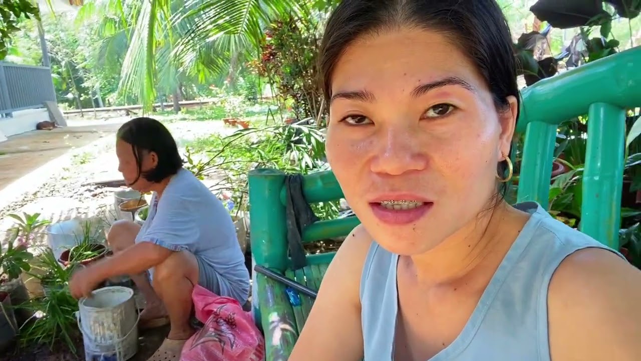 Itanim uli sa malaking lagayan at palitan ang lupa para lumago ang halaman.@ChonaAnoosVlog 