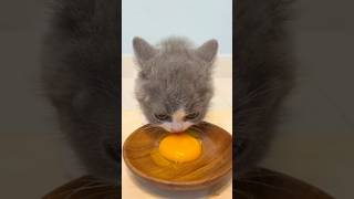 bro licked one yolk and unlocked gourmet mode 🍳✨ #shorts #animals #cat #mukbang #asmr