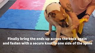 How to help your pet through fireworks, anxiety DIY wrap. Fear security for cats and dogs.