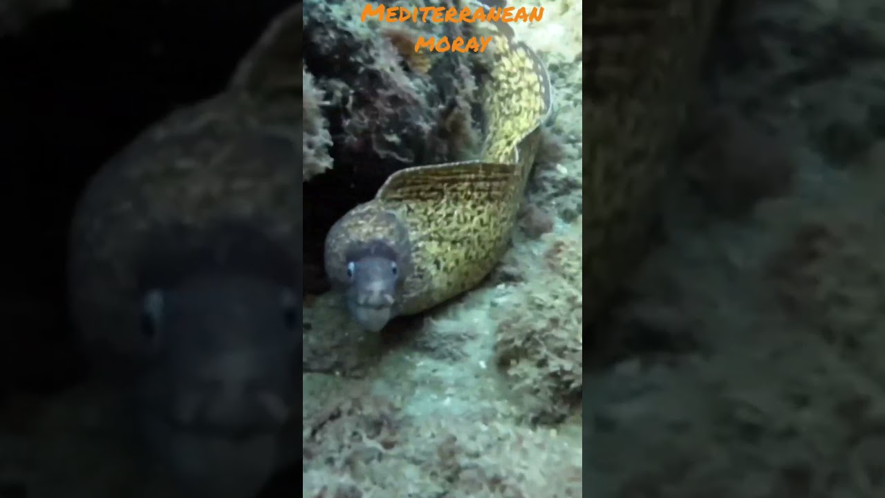 Mediterranean moray in Corfu / Murène commune 