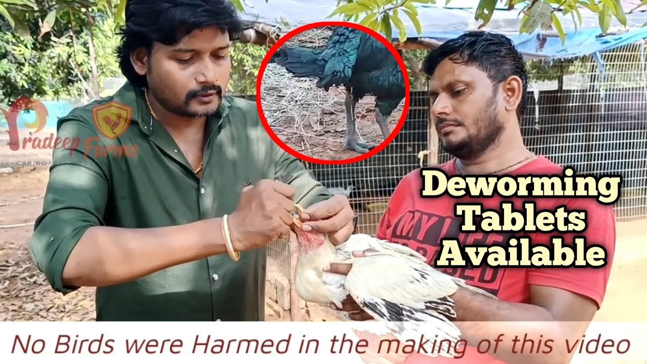 Available For Details 96663 78585 || Pradeep Farms || Vijayawada ||