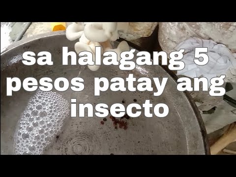 Video: Mga Paminta Na Pinalamanan Ng Mga Kabute At Bigas