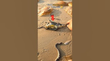 One small act of kindness - Saved puffer Fish Life 🥺