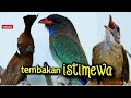 TEMBAKAN ISTIMEWA || CILILIN VS KAPAS TEMBAK VS TENGKEK  || 5jam