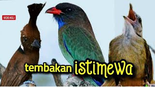 TEMBAKAN ISTIMEWA || CILILIN VS KAPAS TEMBAK VS TENGKEK || 5jam