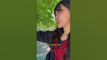 Xinjiang Vlog: The King of Walnut Trees