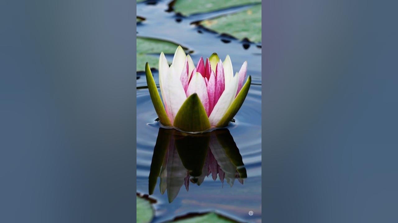 Western Water Lily Timelapse | Vibrant Blooming in 10 Seconds