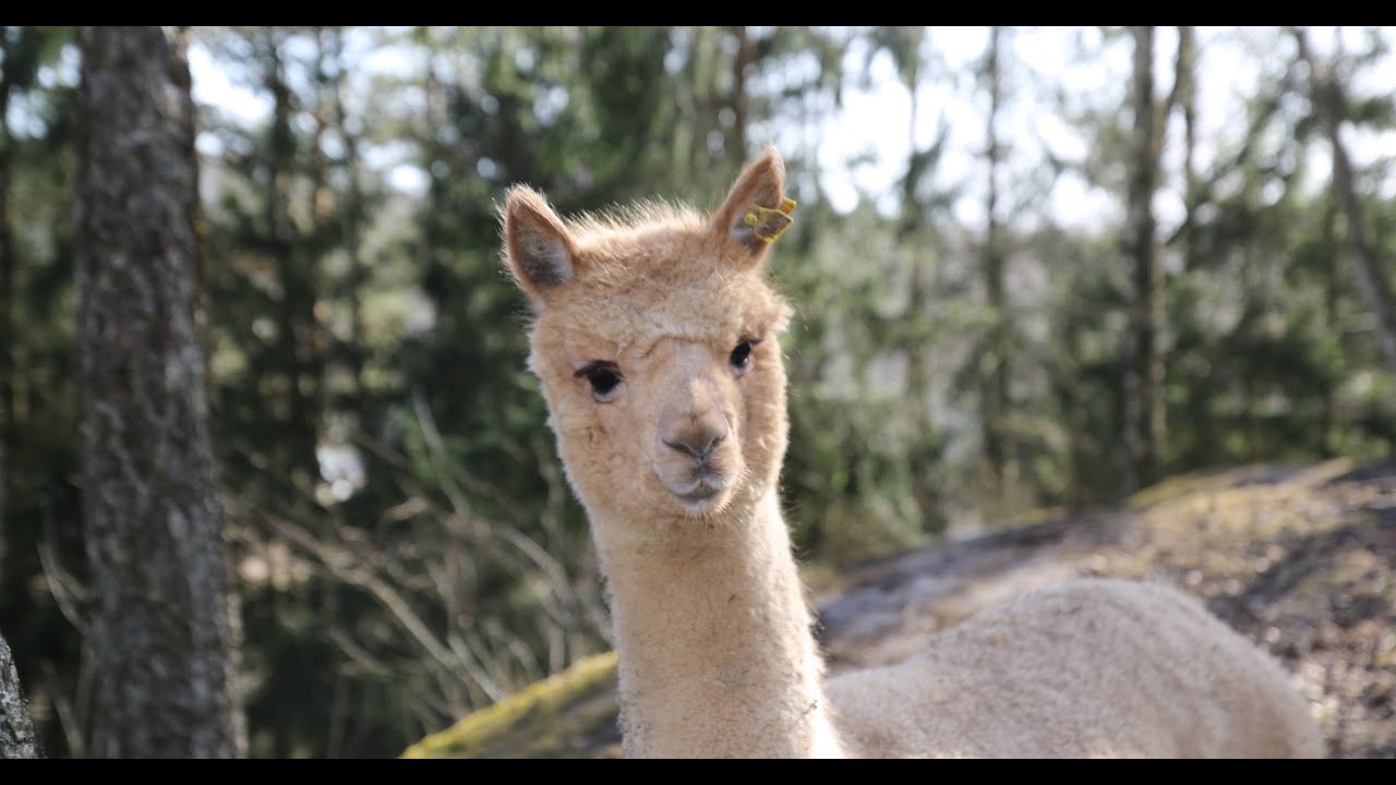 Rundtur på Alpakka Enghaugen
